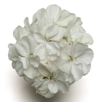 Pelargonium x hortorum Presto™ 'White' (133188)