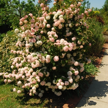 Viburnum plicatum 'Pink Sensation' (133190)