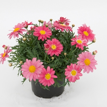 Argyranthemum frutescens LaRita™ 'Hot Pink' (133370)