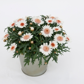 Argyranthemum frutescens LaRita™ 'Toffee' (133377)