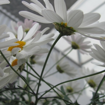 Argyranthemum frutescens Go Daisy 'Mega White' (133396)