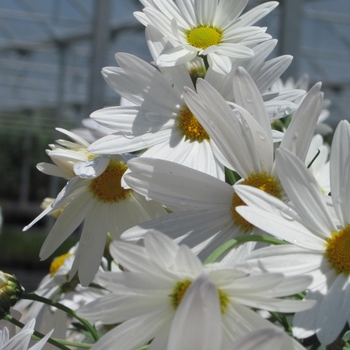 Argyranthemum frutescens Go Daisy 'Mega White' (133397)