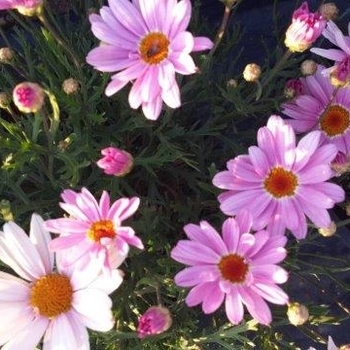 Argyranthemum frutescens Go Daisy 'Plus Elsa Pink' (133398)