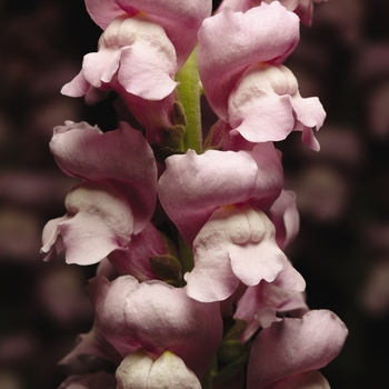 Antirrhinum majus Maryland 'Lavender' (133517)