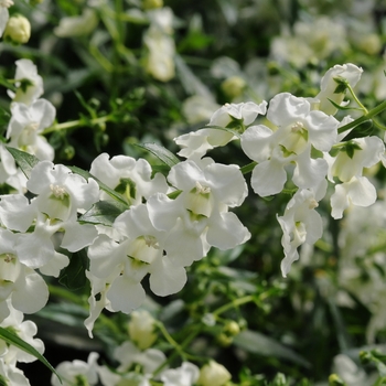 Angelonia angustifolia Angelmist® 'Spreading White' (133652)