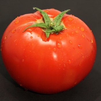 Lycopersicon esculentum Tempting Tomatoes® 'Garden Treasure' (133680)