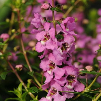 Angelonia angustifolia Serenita® 'Lavender Pink' (133839)