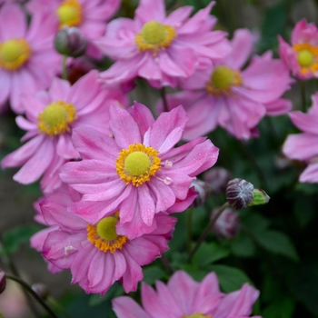 Anemone 'Curtain Call Pink' (133855)