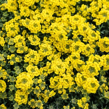 Alyssum wulfenianum 'Golden Spring' (133933)