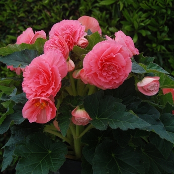 Begonia x tuberhybrida AmeriHybrid® 'Ruffled Pink' (134084)
