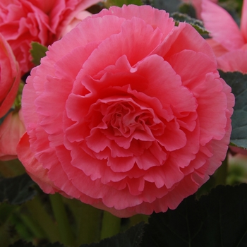 Begonia x tuberhybrida AmeriHybrid® 'Ruffled Pink' (134085)
