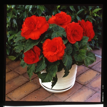 Begonia x tuberhybrida AmeriHybrid® 'Ruffled Scarlet Red' (134090)