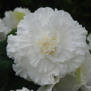 Begonia x tuberhybrida AmeriHybrid® 'Ruffled White' (134091)