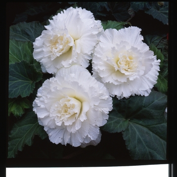 Begonia x tuberhybrida AmeriHybrid® 'Ruffled White' (134092)