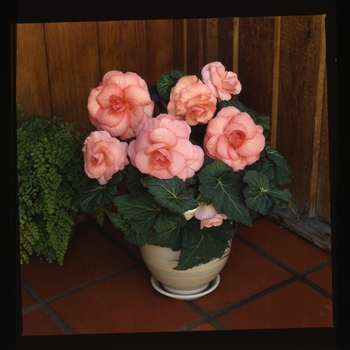 Begonia x tuberhybrida AmeriHybrid® 'Roseform Peach' (134098)
