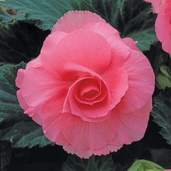 Begonia x tuberhybrida AmeriHybrid® 'Roseform Pink' (134099)