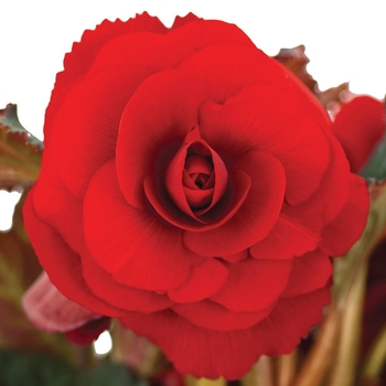 Begonia x tuberhybrida AmeriHybrid® 'Roseform Red' (134101)
