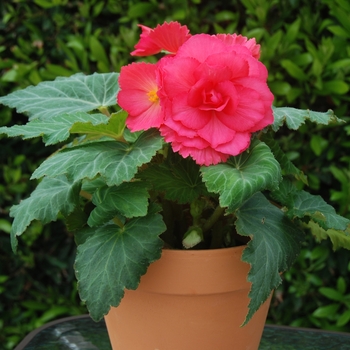 Begonia x tuberhybrida AmeriHybrid® 'Roseform Rose' (134104)