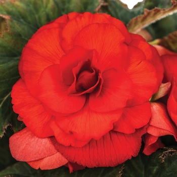 Begonia x tuberhybrida AmeriHybrid® 'Roseform Scarlet Orange' (134107)