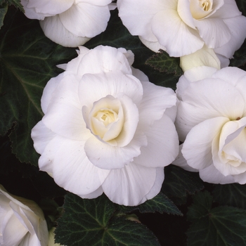 Begonia x tuberhybrida AmeriHybrid® 'Roseform White' (134109)