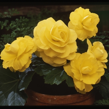 Begonia x tuberhybrida AmeriHybrid® 'Roseform Yellow' (134113)