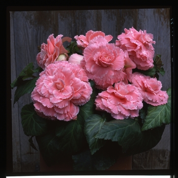 Begonia x tuberhybrida AmeriHybrid® 'Picotee Pink Lace' (134121)