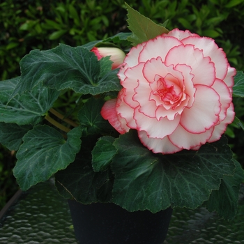 Begonia x tuberhybrida AmeriHybrid® 'Picotee White Pink' (134127)