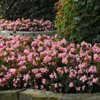 Begonia BabyWing® 'Pink' (134139)
