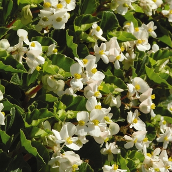 Begonia BabyWing® 'White' (134143)