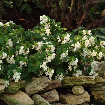 Begonia BabyWing® 'White' (134147)
