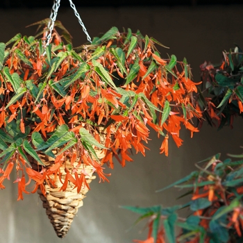Begonia boliviensis Bonfire® 'Orange' (134164)
