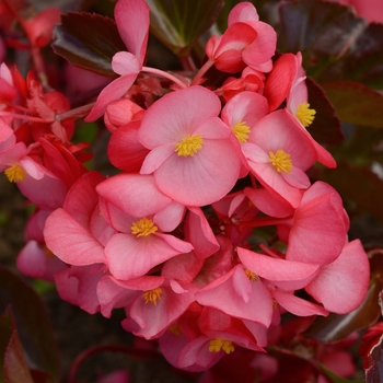 Begonia Megawatt™ 'Rose Bronze Leaf Improved' (134202)