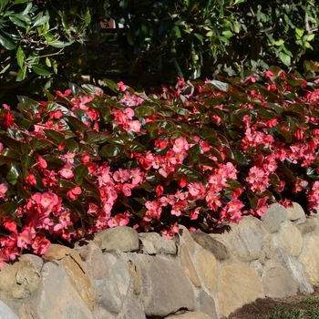 Begonia Megawatt™ 'Rose Bronze Leaf Improved' (134205)