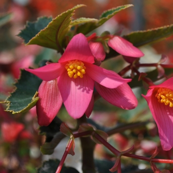 Begonia boliviensis Mistral™ 'Pink' (134220)