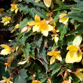 Begonia boliviensis Mistral™ 'Yellow' (134221)