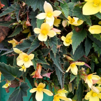 Begonia boliviensis Mistral™ 'Yellow' (134222)