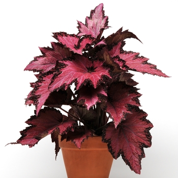 Begonia rex-cultorum Jurassic™ 'Pink Shades' (134242)