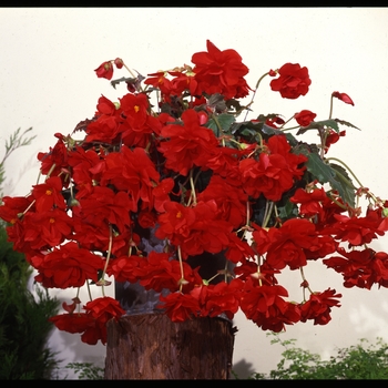 Begonia x tuberhybrida Sun Dancer™ 'Red' (134280)