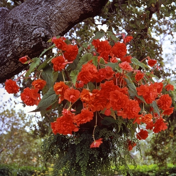 Begonia x tuberhybrida Sun Dancer™ 'Scarlet Orange' (134283)
