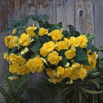 Begonia x tuberhybrida Sun Dancer™ 'Yellow' (134290)