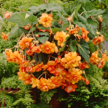 Begonia x tuberhybrida Sun Dancer™ 'Yellow Red Picotee' (134292)