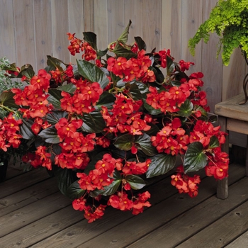 Begonia x benariensis Whopper® 'Red with Bronze Leaf' (134295)