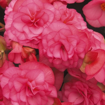 Begonia x hiemalis Solenia® 'Light Pink' (134378)