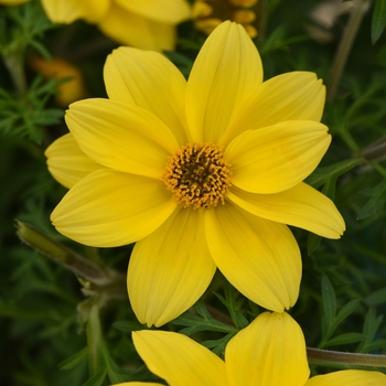 Bidens ferulifolia Namid™ 'Compact Yellow' (134446)