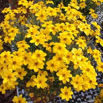 Bidens ferulifolia Namid™ 'Compact Yellow' (134447)