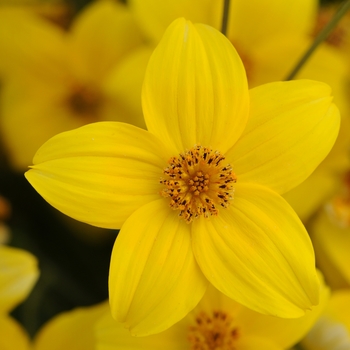 Bidens ferulifolia Namid™ 'Early Yellow' (134449)