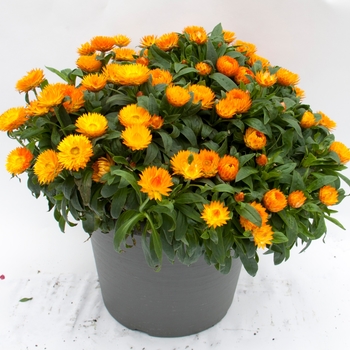 Bracteantha bracteata Mohave™ 'Orange' (134481)