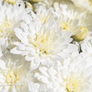 Chrysanthemum x morifolium 'Bridal White' (134510)