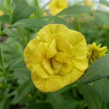 Calibrachoa Caloha® 'Double Yellow' (134802)