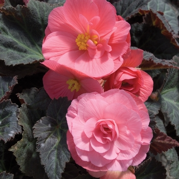 Begonia x tuberhybrida Nonstop® 'Mocca Pink Shades' (135588)